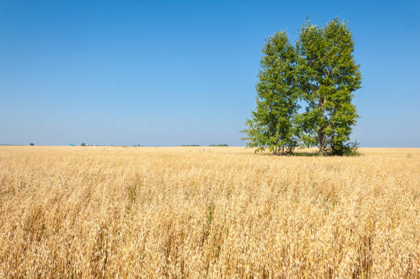 istock Summer is ripe barley field 836265206