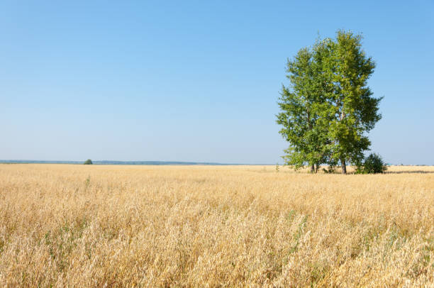 istock Summer is ripe barley field 836265402
