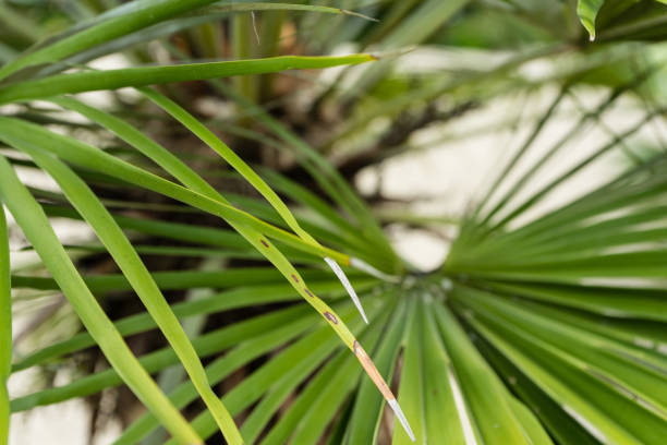 istock chamaerops humilis palm leaf close up 836269178