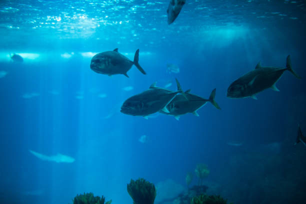 istock Fish swimming in a reef with blue ocean water aquarium. 836270128