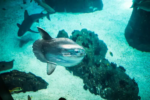 Photo of Moon fish and shark swimming in large sea water aquarium