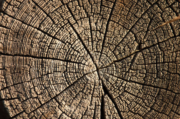 istock The texture of old wood (board). 836273444