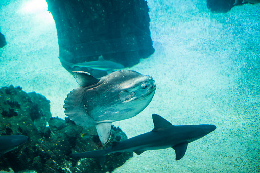 shark swimming in large sea water aquarium