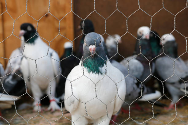 Homing Pigeons in Cage