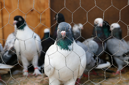 Cage, Pigeon, Accessibility, Animal, Animal Pen