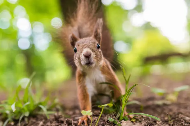 Photo of Squirrel Up Close