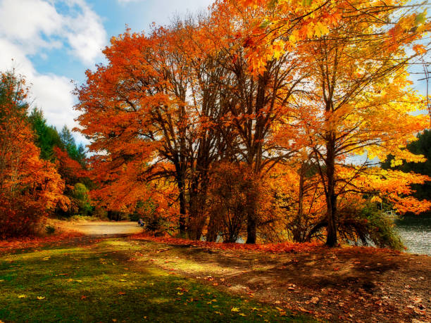 istock Autumn colored bright leaves on the trees during fall season, walking path along the trees 836277106