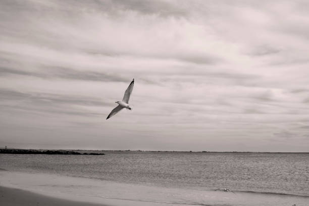 istock Seagull standing at Coney Island 836279922