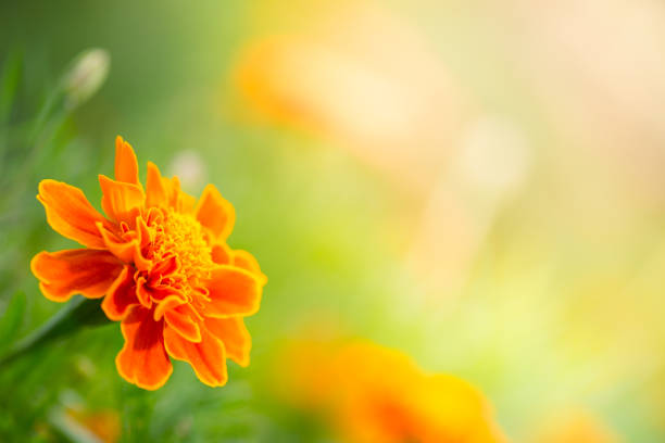istock nature, flower, bokeh concept.Red flowers are blooming under the sun. 836280430