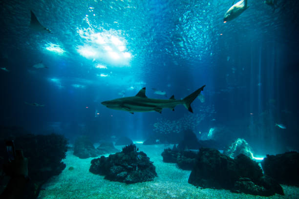 istock Ocean giant fish world in aquarium for observation. 836284090