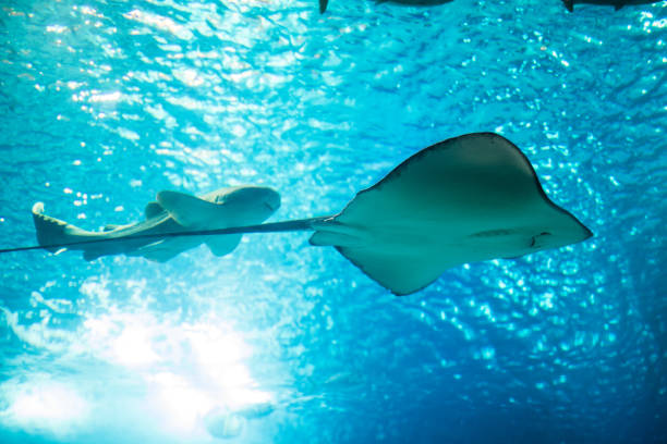 istock Ocean giant fish world in aquarium for observation. 836286988