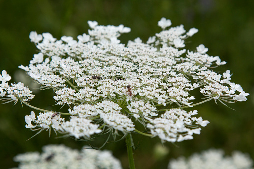 Queen Anne's Lace in full wild bloom.