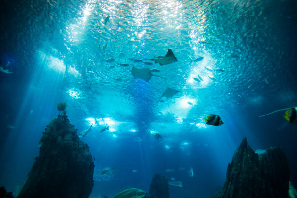 istock Ocean giant fish world in aquarium for observation. 836287658