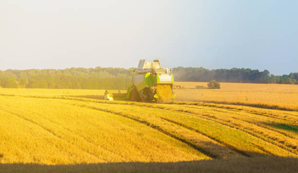 istock Harvester working in field and mows wheat. Ukraine. 836288544