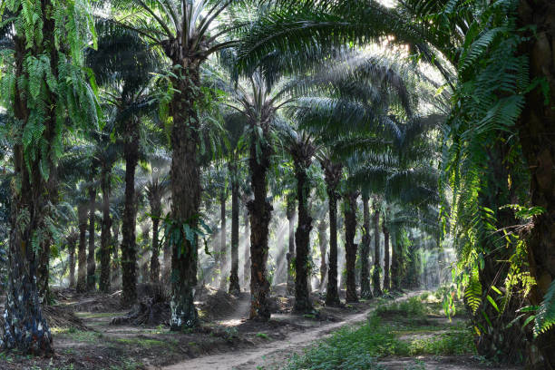 istock oil palm trees in plantation (elaeis guineensis) 836291584