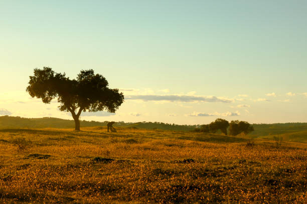 Sunset in the huge and beautiful Alentejo, Portugal.