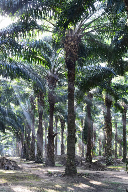 istock oil palm trees in plantation (elaeis guineensis) 836291924