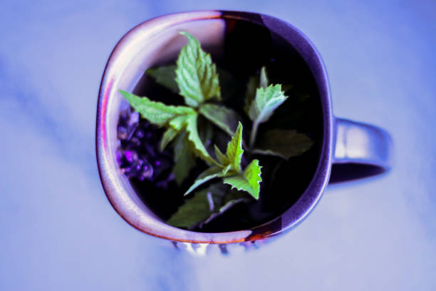 tè alla menta e lavanda - lavender mint tea foto e immagini stock
