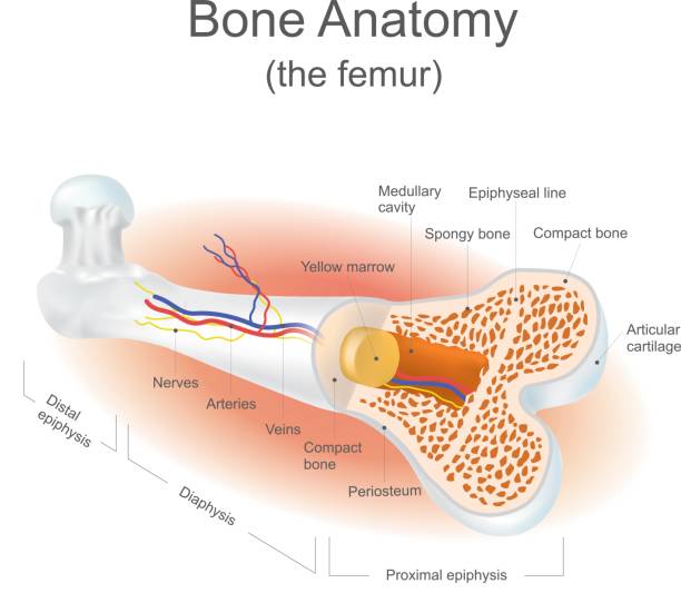 Bone Anatomy vector art illustration