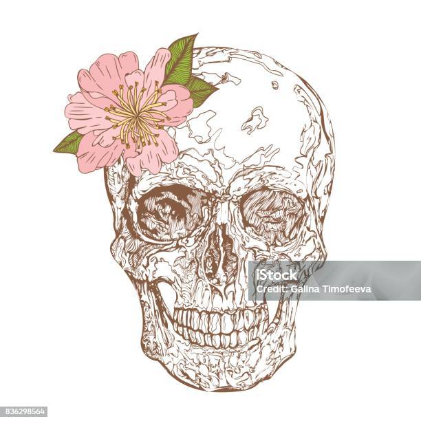 Vintage Skull With A Pink Peony On A White Background Vector Elements For Design Template Ornate Decor For Print Emblem Tshirt Design Cards Labels Stock Illustration - Download Image Now