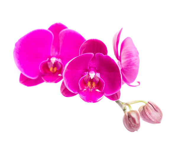 istock pink orchid blossoms on white 836299574