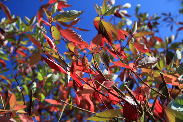 Autumnal colored leaves from a bush