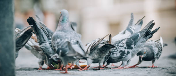 istock Pigeons eat on the street. Dove crowd bunch feed 836302818
