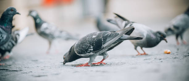 istock Pigeons eat on the street. Dove crowd bunch feed 836302848