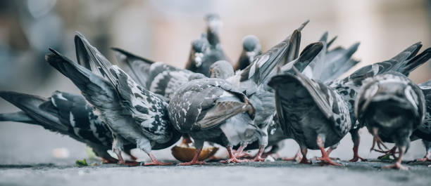 istock Pigeons eat on the street. Dove crowd bunch feed 836302948