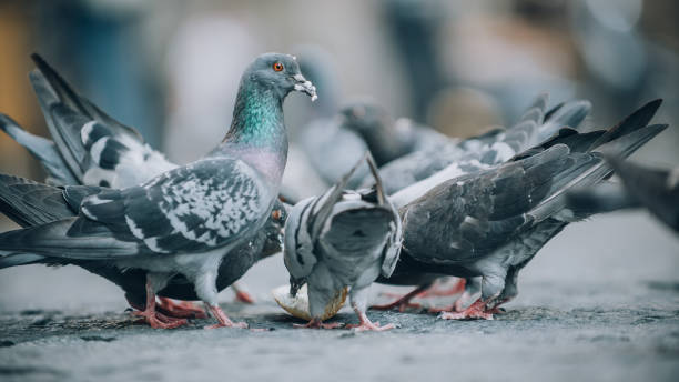 istock Pigeons eat on the street. Dove crowd bunch feed 836302972