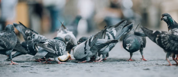 Pigeons eat on the street. Dove crowd bunch feed