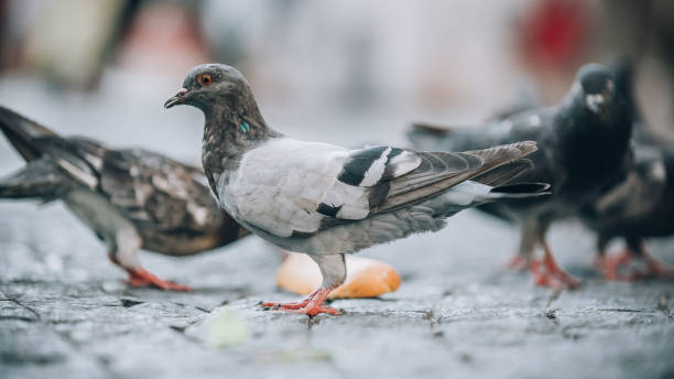istock Pigeons eat on the street. Dove crowd bunch feed 836303056
