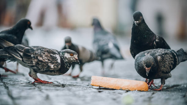 istock Pigeons eat on the street. Dove crowd bunch feed 836303098