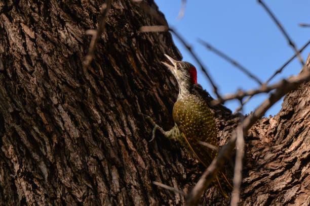 Golden Tailed Woodpecker in Botswana