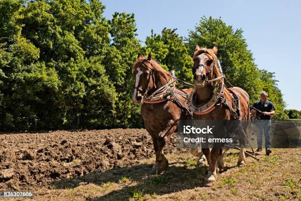 Draft Horses Pulling The Plow Stock Photo - Download Image Now - Horse, Plowed Field, Draft Horse