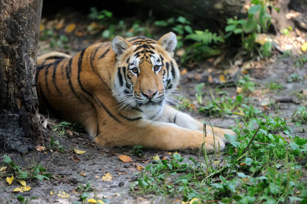 istock Siberian tiger in summer day 836307626