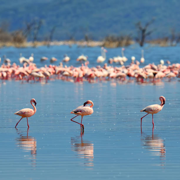 istock Flock of flamingos 836307668