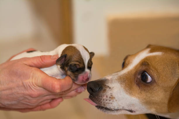istock Dog and her newborn puppy 836307880