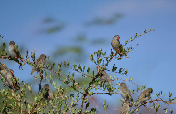 istock Africans such as finch 836308642