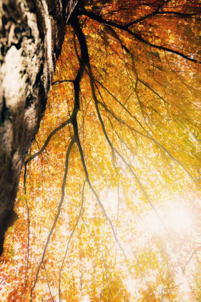 Autumn leaves against sunlight