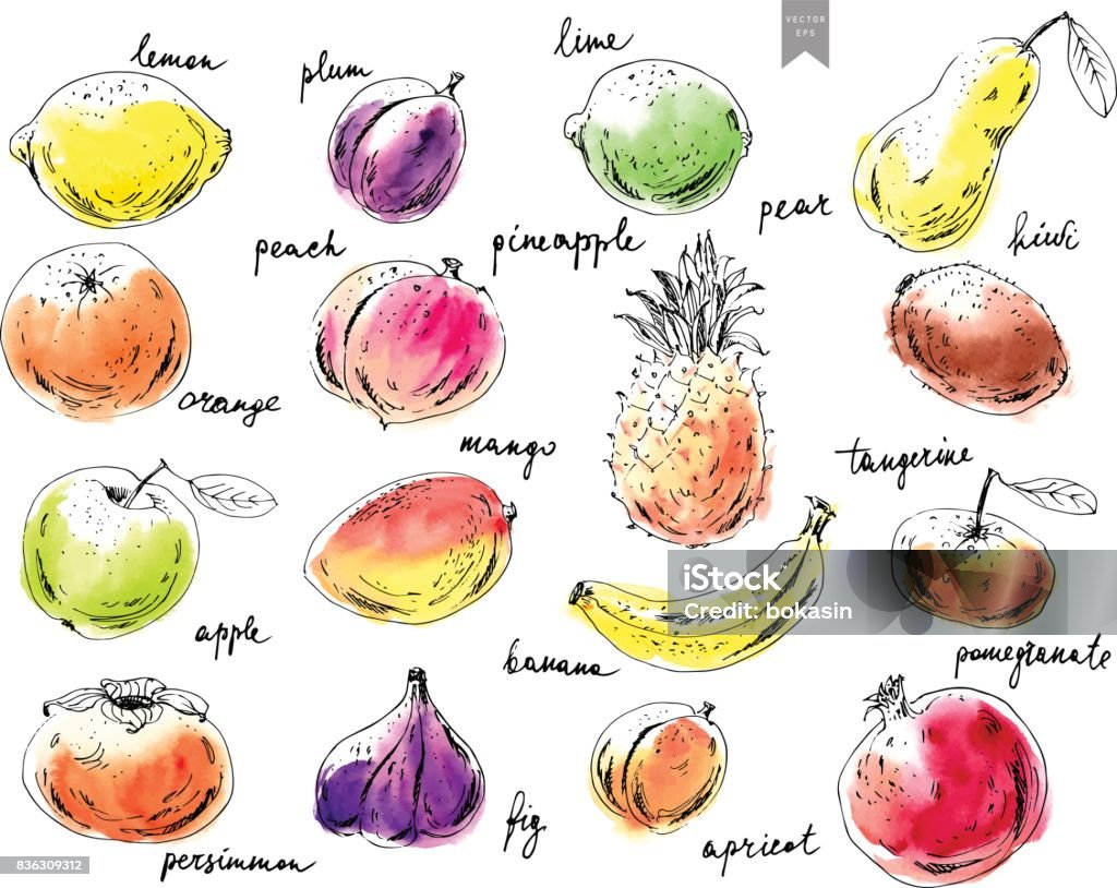 Hand drawn ink sketch fruits. Hand drawn ink sketch and watercolor stain fruits. Apple, orange, fig, pineapple, pear, mango, lime, plum, apricot, peach, kiwi, banana, pomegranate, persimmon. Fruit stock vector