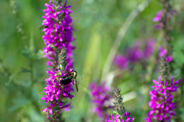 istock A friendly bumble bee in the garden 836311810