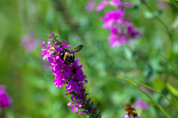 istock A friendly bumble bee in the garden 836311848