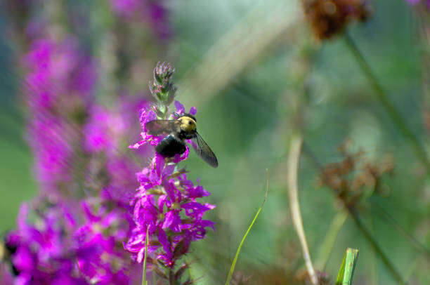 istock A friendly bumble bee in the garden 836311850