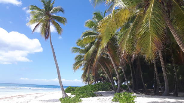 istock Saona Island - Dominican Republic 836315138
