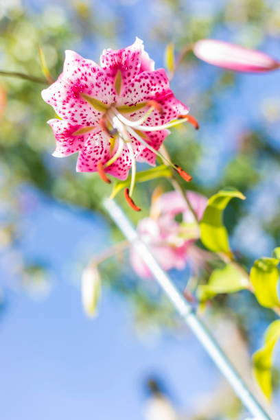 istock Pink Spotted Lilium On Blue Background 836318752