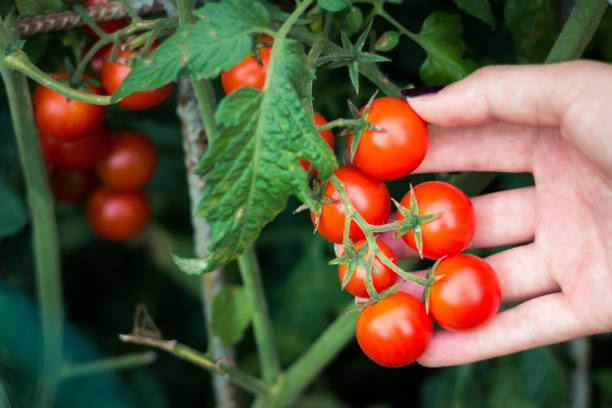 raccolta pomodorini - vegetable garden planting environment human hand foto e immagini stock