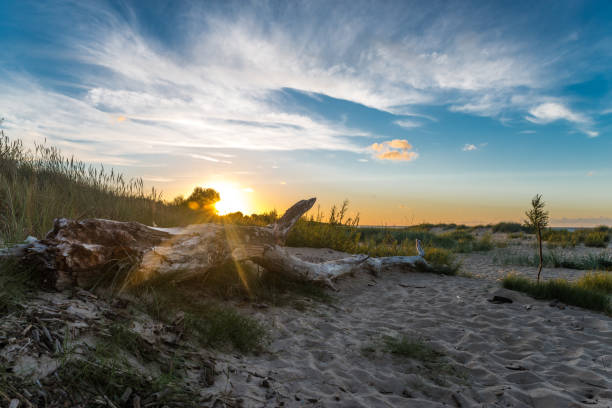 istock Dead tree trunk on tropical beach in sunset time 836319292