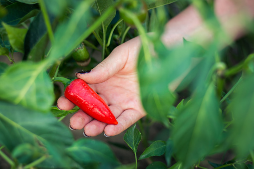 Woman picking red chilli
