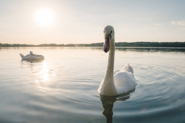 istock Two white swan birds on the lake at sunset 836328652